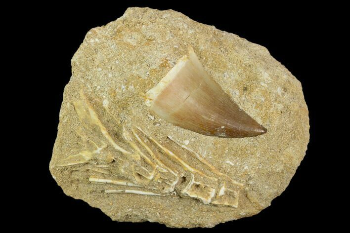 Mosasaur (Prognathodon) Tooth In Rock - Morocco #127668